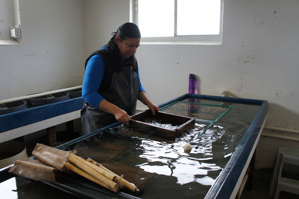 Drakes Bay biologist Rosa Meza sorts baby oysters based on their size. Photo: Angela Johnston
