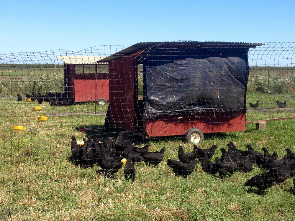 These Black Australorp chickens are part of a flock that will breed chicks for Eatwell Farm. Photo: Nigel Walker