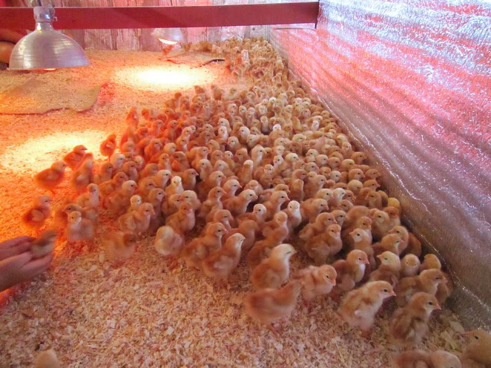 If all goes according to plan, these chicks will be among the last ones that come from a hatchery at Eatwell Farm. Photo: Alix Wall