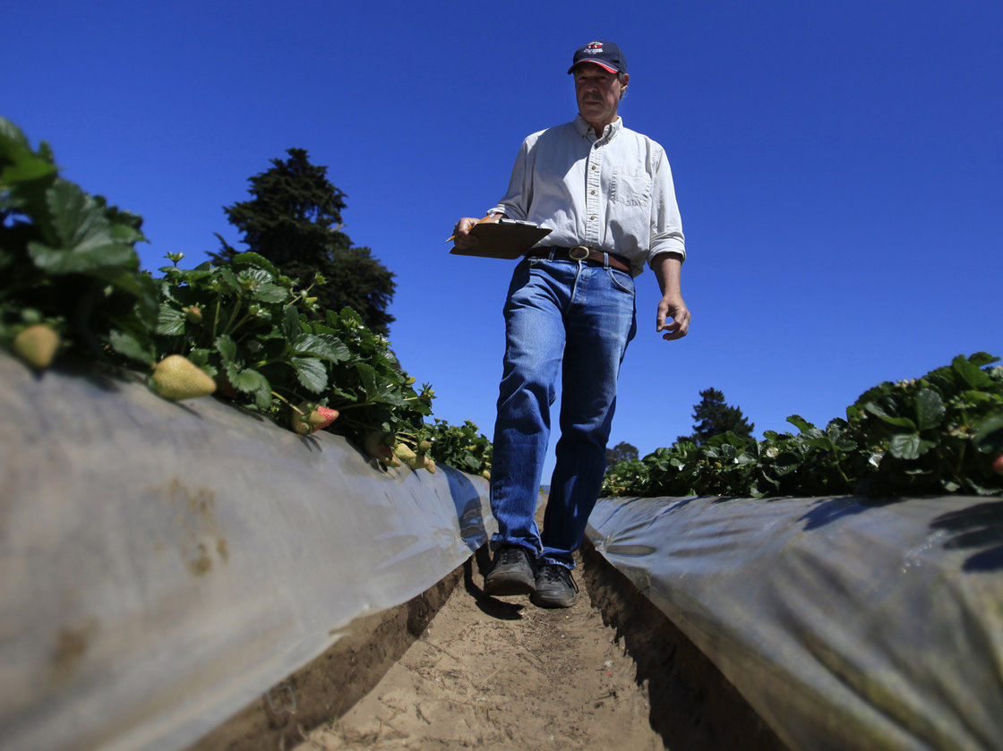 Douglas Shaw, a UC Davis plant science professor, walks through strawberry fields in Watsonville, Calif., in April. He runs a strawberry growing and test facility there. Photo: Francine Orr/Los Angeles Times