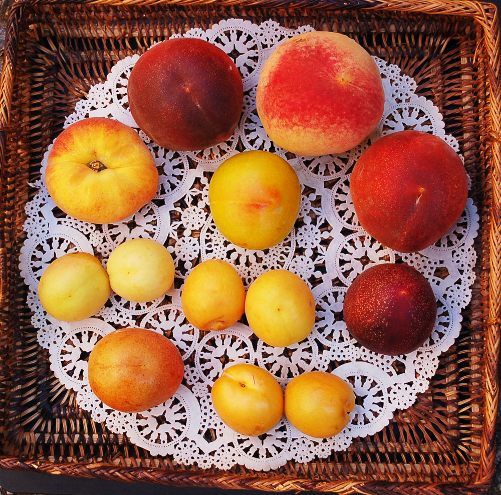 Some of the stone fruit grown at Andy’s Orchard. From top right, going clockwise: Silver Logan peach, Sierra Pink peach, Raspberry Red nectarine, two “Yuliya” CandyCots, Alameda Hemskirke apricot, two Lasgerdii Mashad apricots, Galaxy doughnut peach, Red Top peach. Middle top: Dolly yellow plum; below: two Canada White apricots. Photo: Susan Hathaway