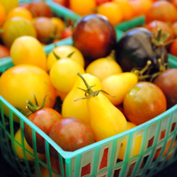 Ivory Pear tomatoes from Lucero. Photo: CUESA