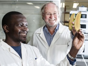 Ugandan researcher Stephen Buah and Professor James Dale hold bananas bred to be rich in vitamin A at Queensland University of Technology. Photo: Erika Fish/Courtesy of Queensland University of Technology