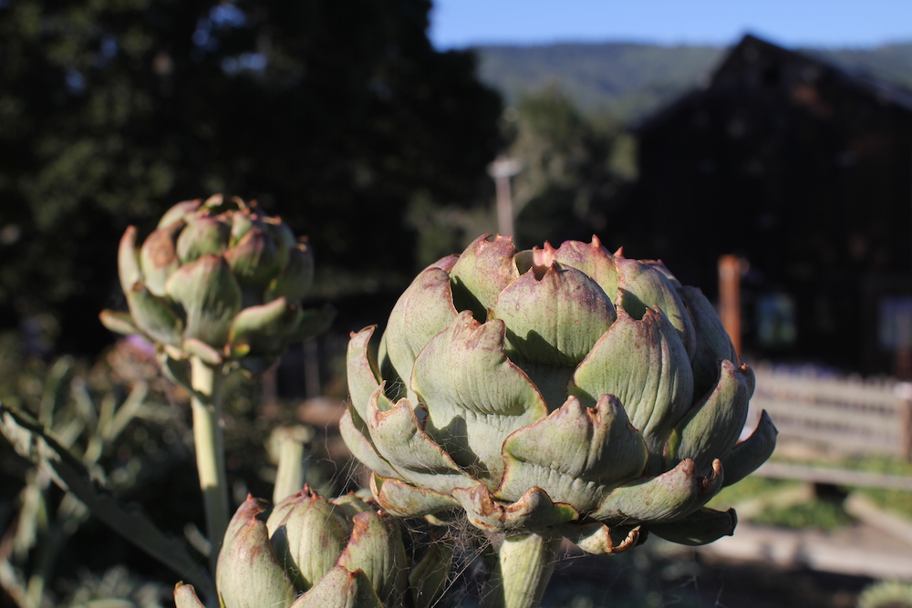 Artichokes that were picked for one of the dishes on the menu. Photo: Angela Johnston