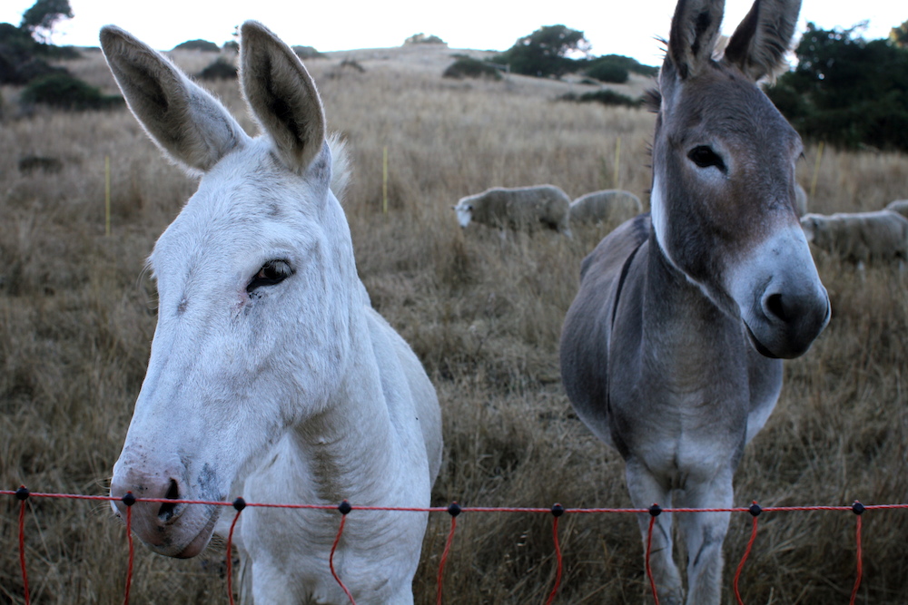 Two of the guard donkeys that protect the Mann’s eight ewes. Photo: Angela Johnston.