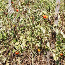 Dirty Girl Produce dry-farmed Early Girl tomatoes. Photo courtesy of CUESA