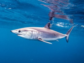 A Pacific shortfin mako shark off the coast of San Diego. A seafood supplier outside Chicago says he has never seen such high interest in shark meat as he has this year. Photo: Bryan Toro/iStockphoto 