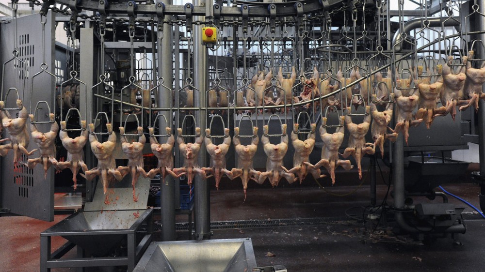 A poultry processing plant in France. Europe banned treating chicken carcasses with chlorine in the 1990s out of fear that it could cause cancer. Photo: Christophe Di Pascale/Corbis