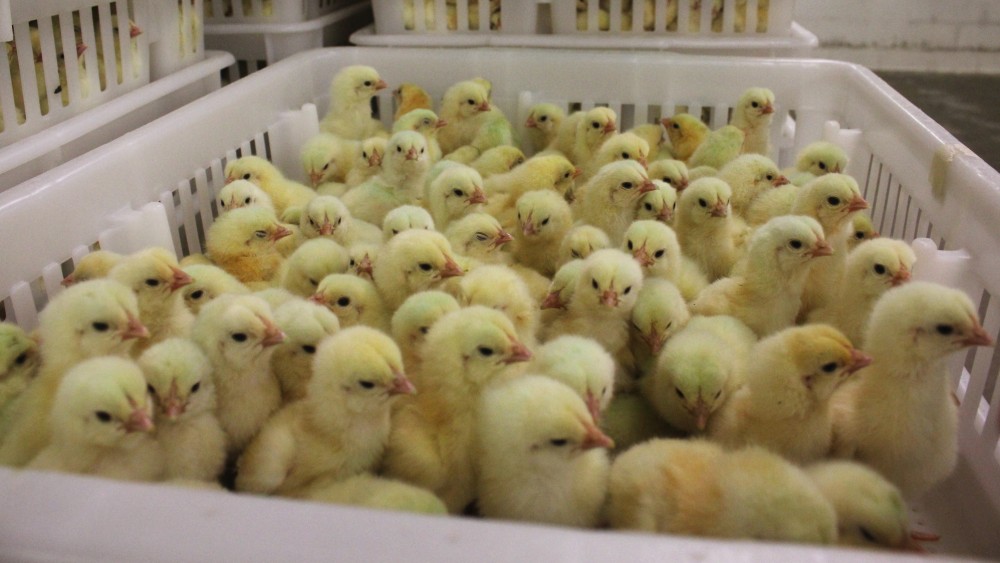 These chicks, at a Perdue hatchery in Salisbury, Md., have received no antibiotics. Photo: Dan Charles/NPR