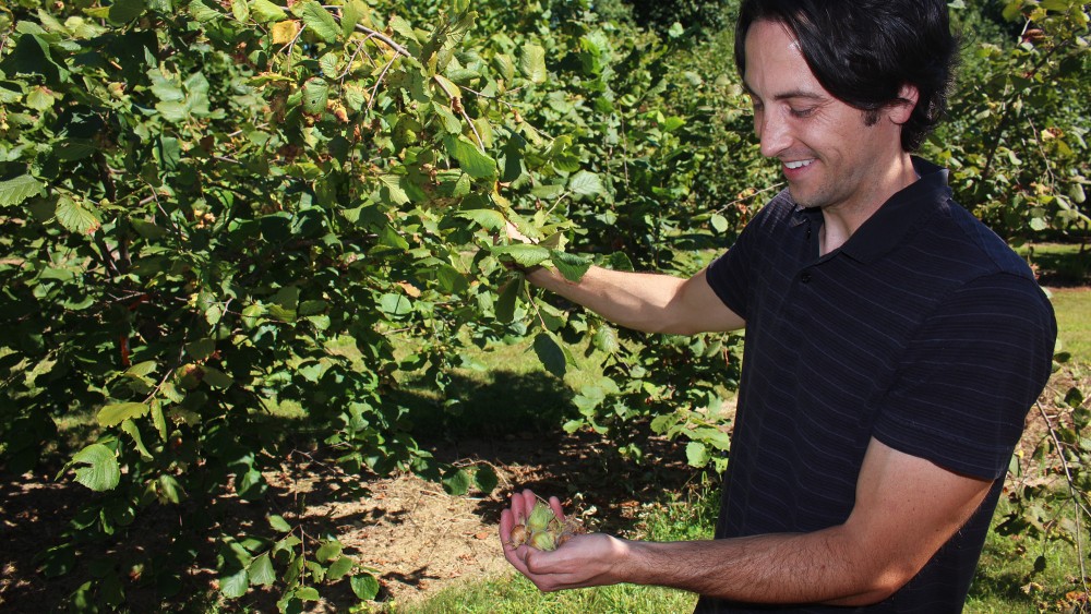 Thomas Molnar, a plant biologist at Rutgers University, is breeding new hazelnut varieties that can resist Eastern Filbert Blight. Photo: Dan Charles/NPR