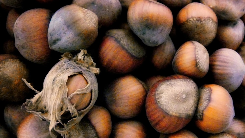 Hazelnuts, in all their glory. Photo: Ingrid Taylar/Flickr