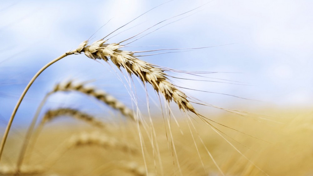 How did that genetically modified wheat end up in a field in Oregon? Investigators still don't know, but now they've found GMO wheat in Montana, too. Photo: iStockphoto