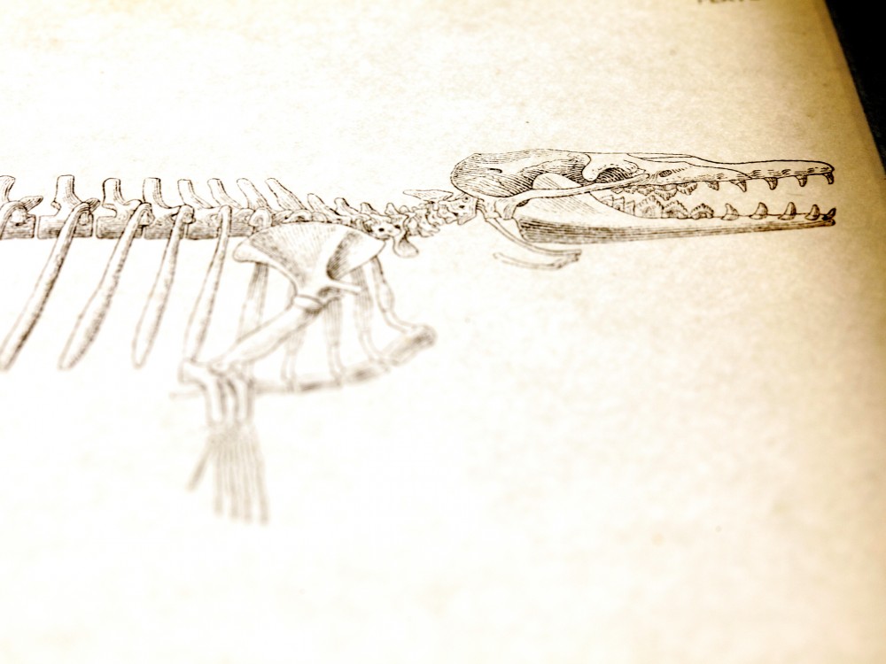 A rendition of a proto-whale skeleton. Photo: Ryan Kellman/NPR