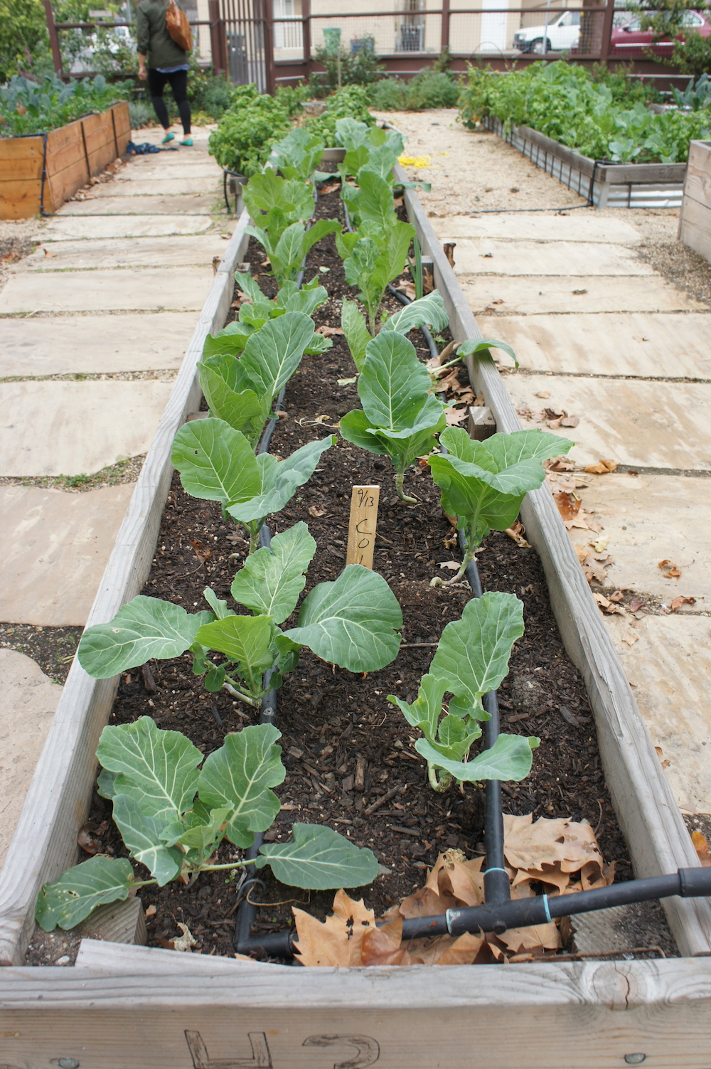 A row of collard greens almost ready for harvest. Photo: Angela Johnston