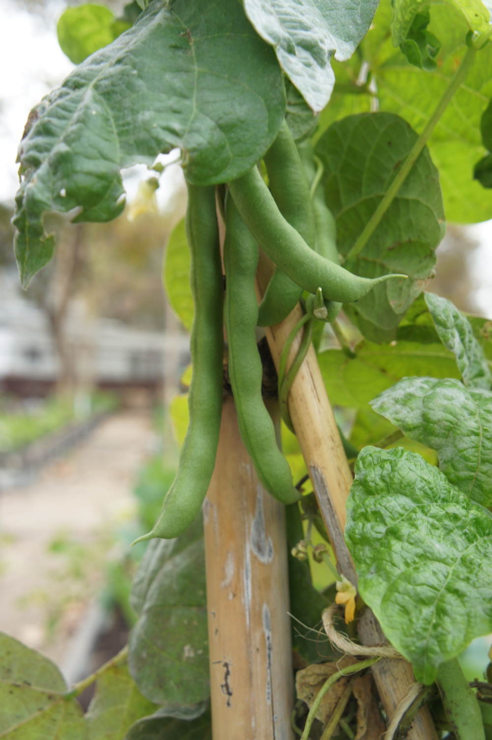 Fresh green beans on the vine at City Slicker Farms. Photo: Angela Johnston
