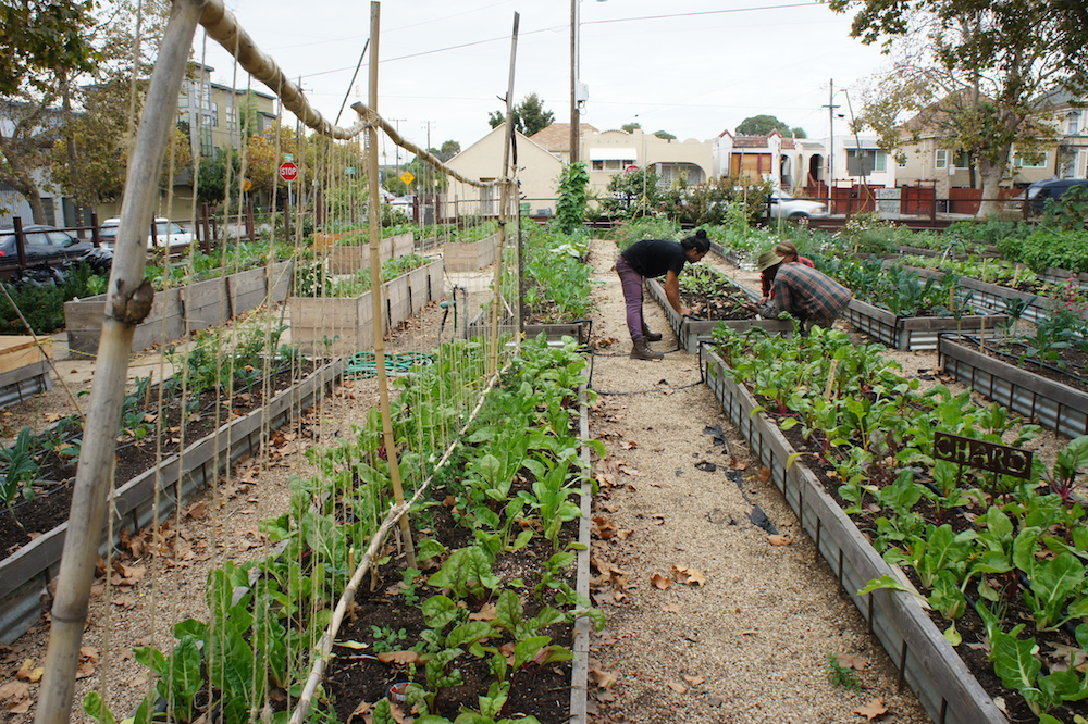 Potential new zoning regulations will make it easier to start an urban farm in Oakland. Photo: Angela Johnston