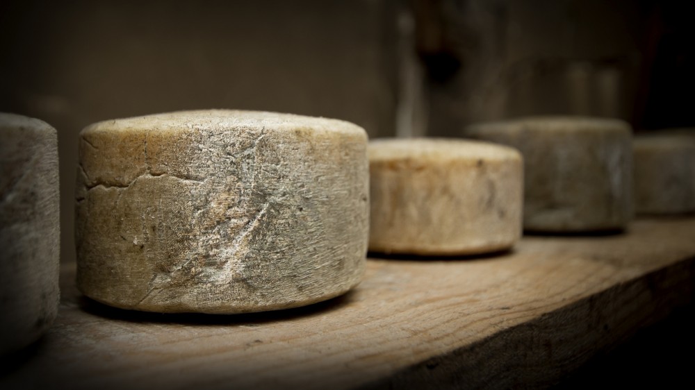 Many artisan cheese producers never pasteurize their milk – it's raw. The milk's natural microbial community is still in there. This microbial festival gives cheese variety and intrigues scientists. Photo: iStockphoto
