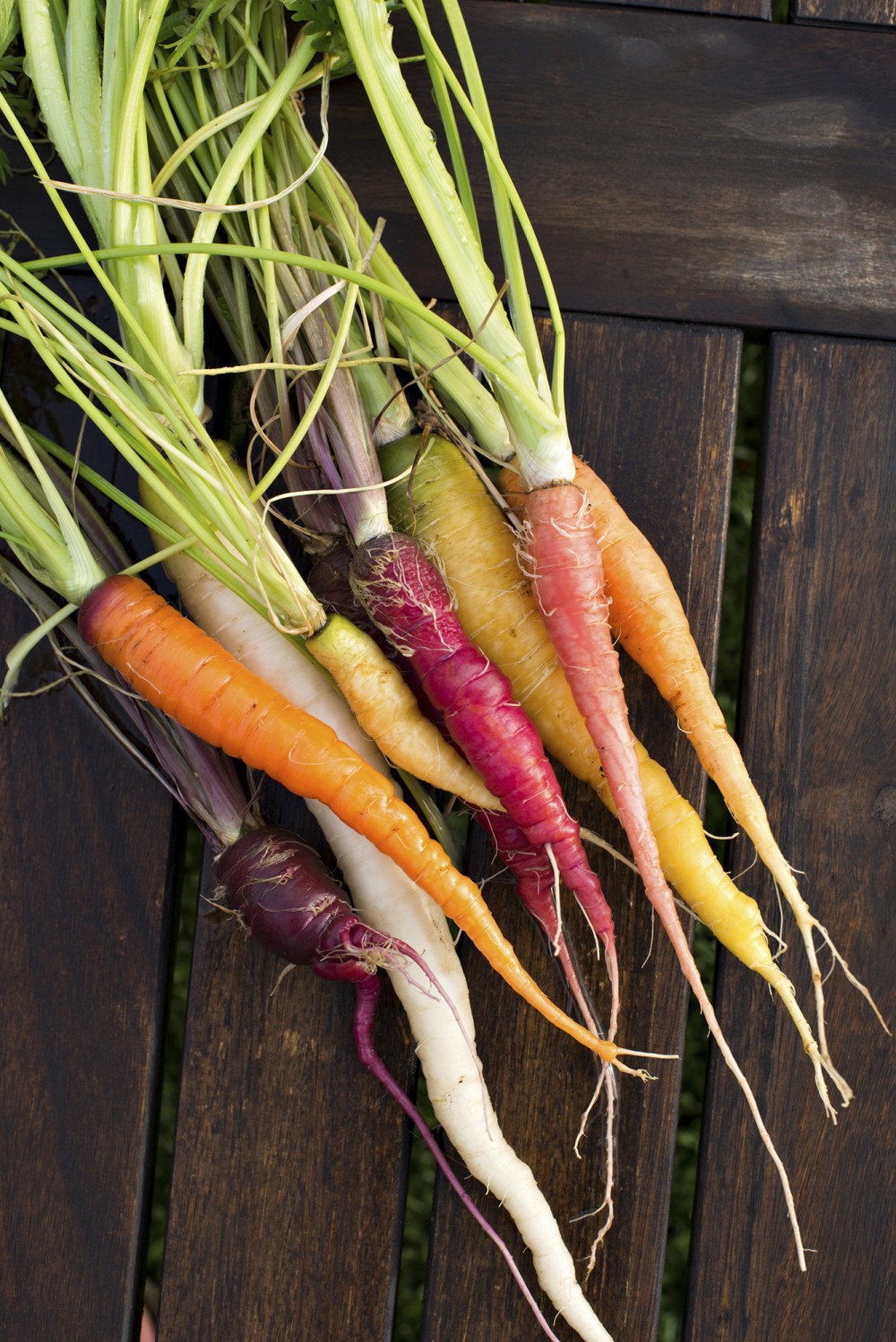 Rainbow carrots were originally developed by the USDA as an experiment to get more nutrients in food. Photo: Mark Skalny/Getty Images/iStockphoto