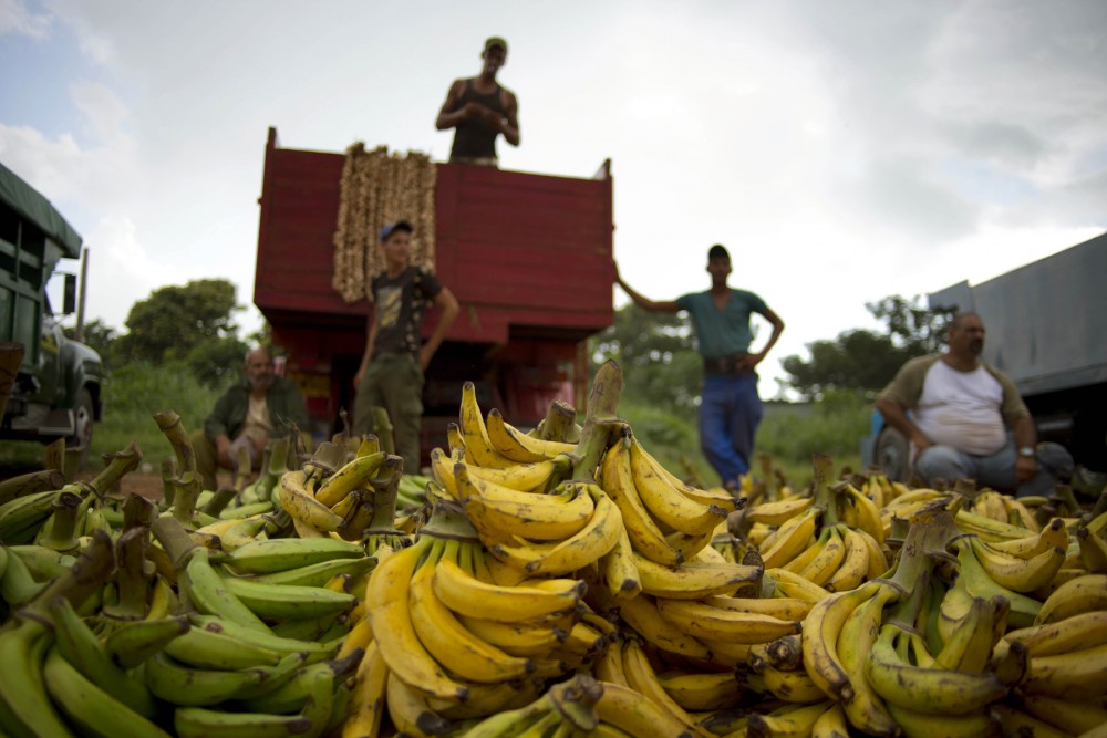 Banana growers at a market on the outskirts of Havana, Cuba, on Sept. 30, 2013. Cuba currently imports few fruits and vegetables from the U.S., but the American Farm Bureau says the change in relations may allow for new trade opportunities. Photo: Ramon Espinosa/AP