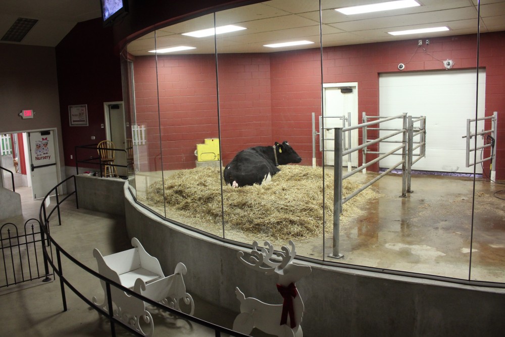 The amphitheater where visitors can watch cows give birth. Photo: Dan Charles/NPR 