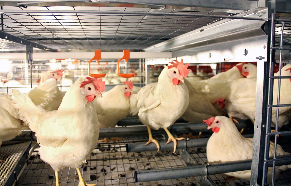 These "enriched cages" at the JS West farm in Atwater, Calif., comply with the state's new law. They are larger and allow chickens to perch and lay eggs in enclosed spaces. Photo: Jill Benson/AP