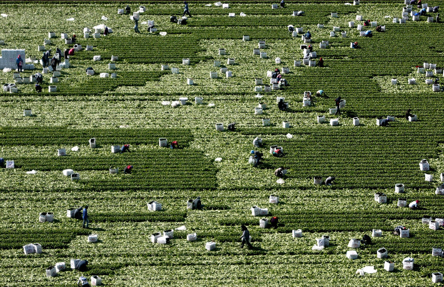 Workers pick fresh basil in a field in Villa Benito Juarez, Sinaloa. The tender leaves are carefully boxed for export to the United States. Photo: Don Bartletti/Los Angeles Times