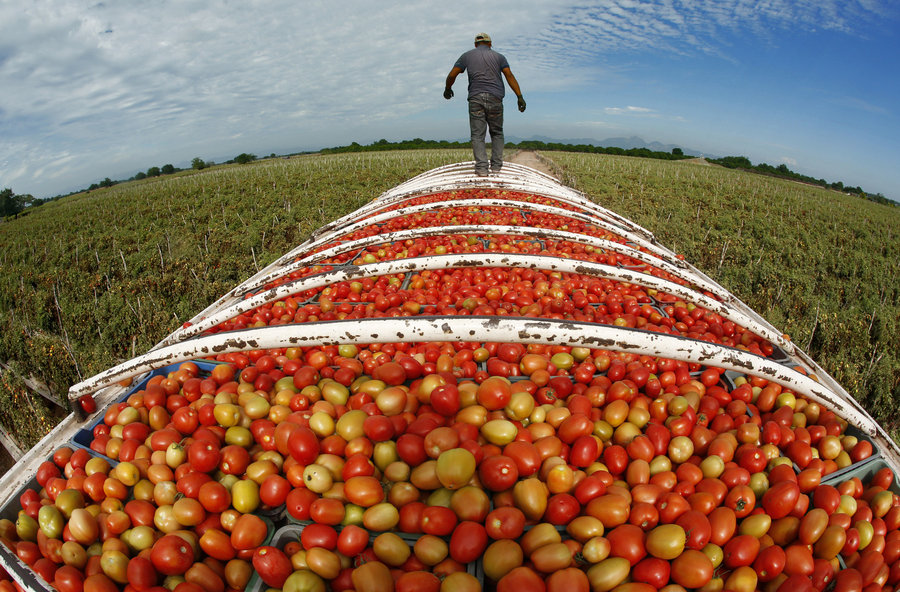 At the end of the day, Roma tomatoes are ready for transport in Cristo Rey in the state of Sinaloa. Half the tomatoes consumed in the U.S. come from Mexico. Photo: Don Bartletti/Los Angeles Times