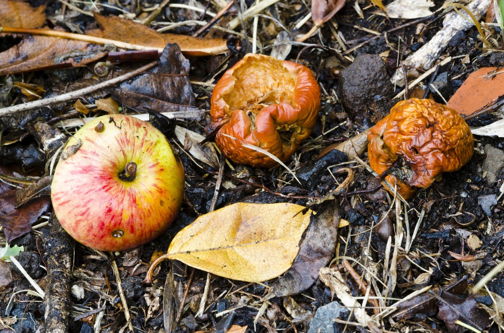 Rotten, fermented fruit has some nutritional value, and may have looked pretty good to our hungry ancient ancestors. Evolving the ability to metabolize the alcohol in fermented fruit may have helped us adapt to a changing climate 10 million years ago, research suggests. Photo: iStockphoto 