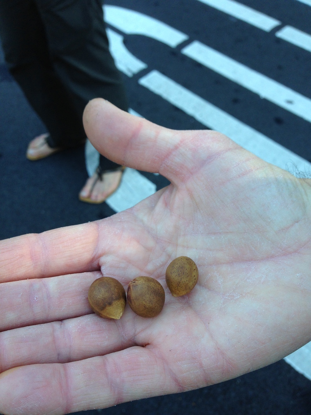 Carlson displays bay laurel nuts he foraged and roasted from a nearby tree. Photo: Angela Johnston