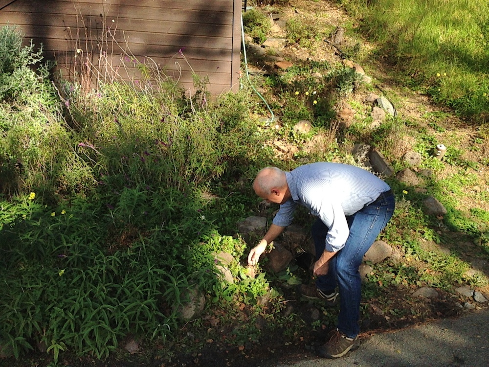 Carlson picks some chickweed on the side of the road. Photo: Angela Johnston