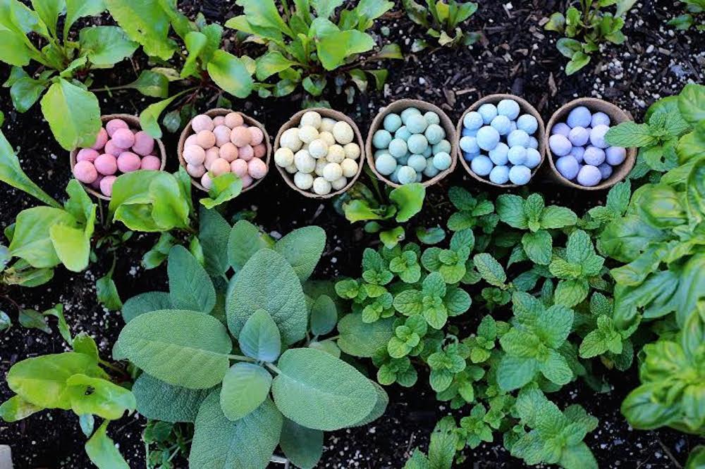 Multicolored Seedles in pots amidst an herb garden. Photo: Chris Burley