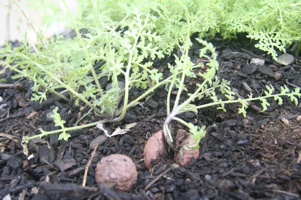 Purple Tansy sprouts from a seed ball in Burley's garden. Photo: Chris Burley