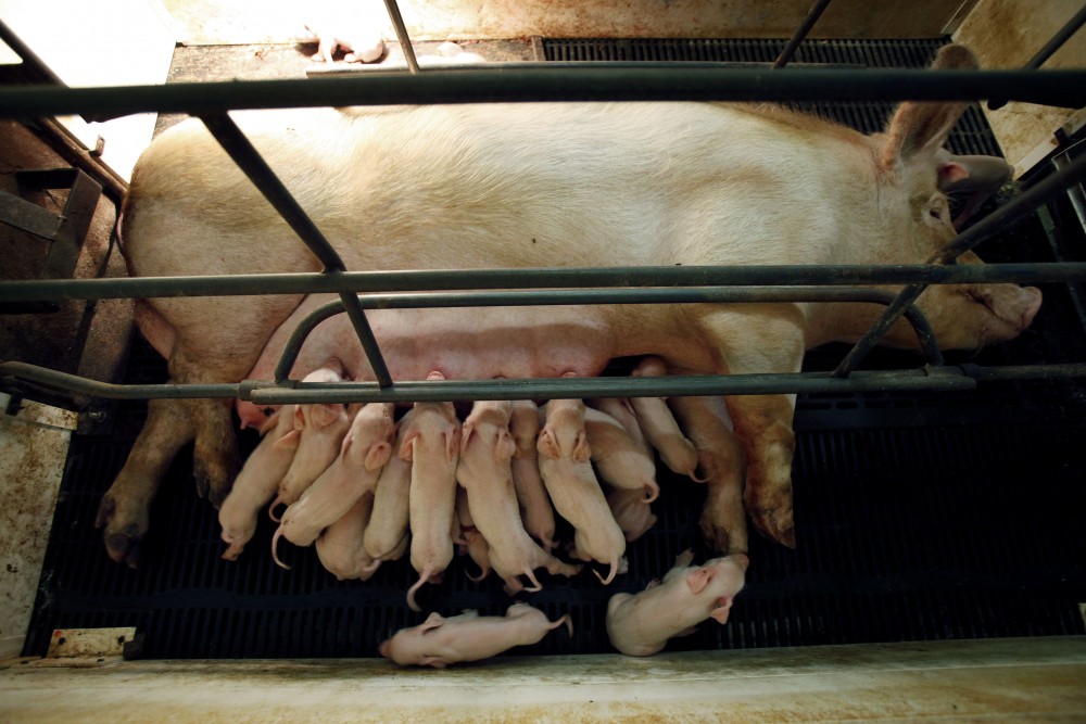 A sow nurses her piglets in a farrowing crate in an Elite Pork Partnership hog confinement building in Carroll, Iowa, in 2009. Photo: Charlie Neibergall/AP