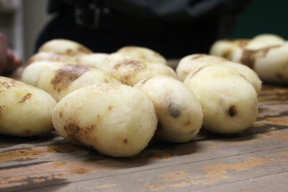 After a turn in the tumbling machine, these conventional russet Burbank potatoes are starting to show signs of bruising. New GMO potatoes called Innate russet Burbanks have been bred not to bruise as easily as these. Photo: Dan Charles/NPR