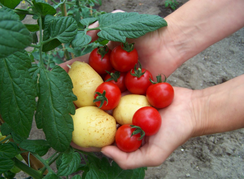 The plant is an early tomato grafted to a late-producing potato. The two can be harvested throughout the season. Photo: SuperNaturals