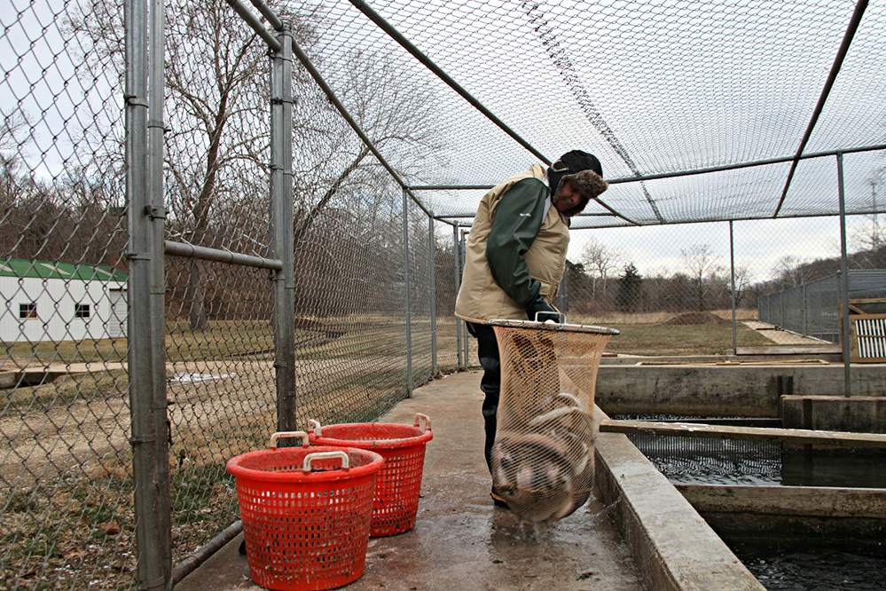 At Troutdale Farm in Missouri, farmhand Vince Orcutt pulls out rainbow trout ready to harvest. Photo: Kristofor Husted/Harvest Public Media