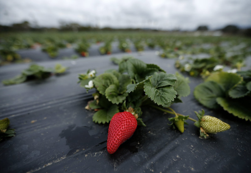 Albion strawberries, a variety created at UC Davis, grow on the Chino family farm in Rancho Santa Fe, Calif., on March 7, 2013. Photo: Mike Blake/Reuters/Corbis