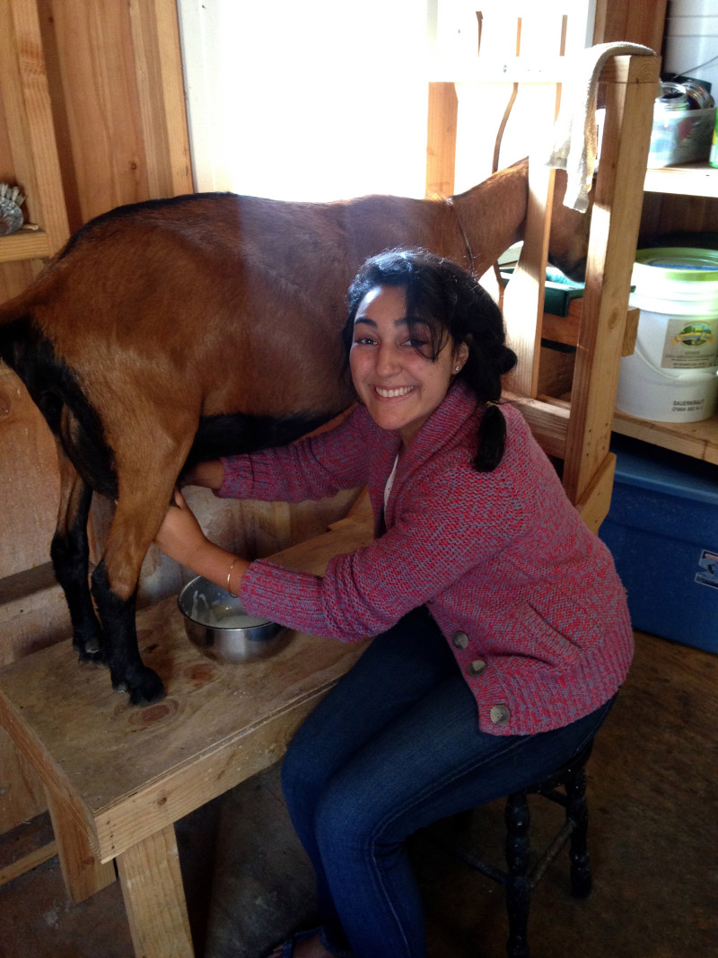 Asal: While on a farming fellowship, Asal Esanipour learned how to milk goats. Photo: courtesy of Asal Ehsanipour