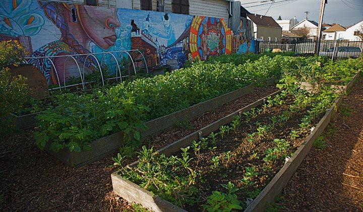 People’s Grocery’s vegetable garden at low-income apartment building Hotel California. Photo: People’s Grocery