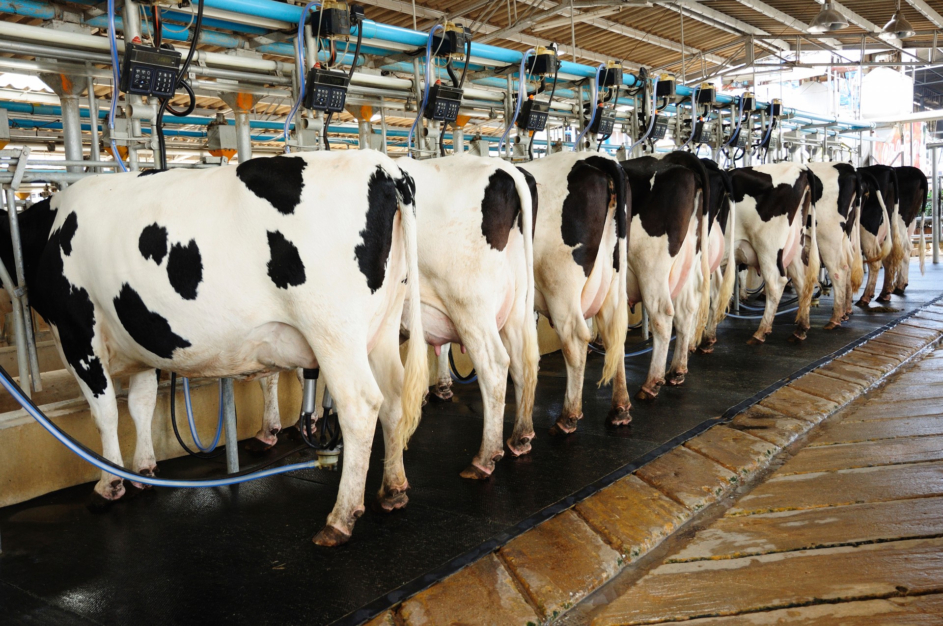 FDA tests have turned up residues suggesting a few dairy farmers are illegally using antibiotics. Photo: iStockphoto