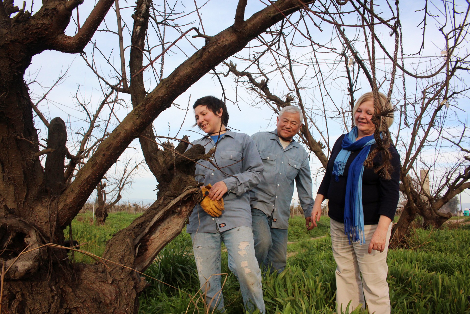 Nikiko Masumoto, her father, Mas, and her mother, Marcy, inspect one of the old Suncrest peach trees that Mas almost destroyed in 1987. Photo: Dan Charles/NPR