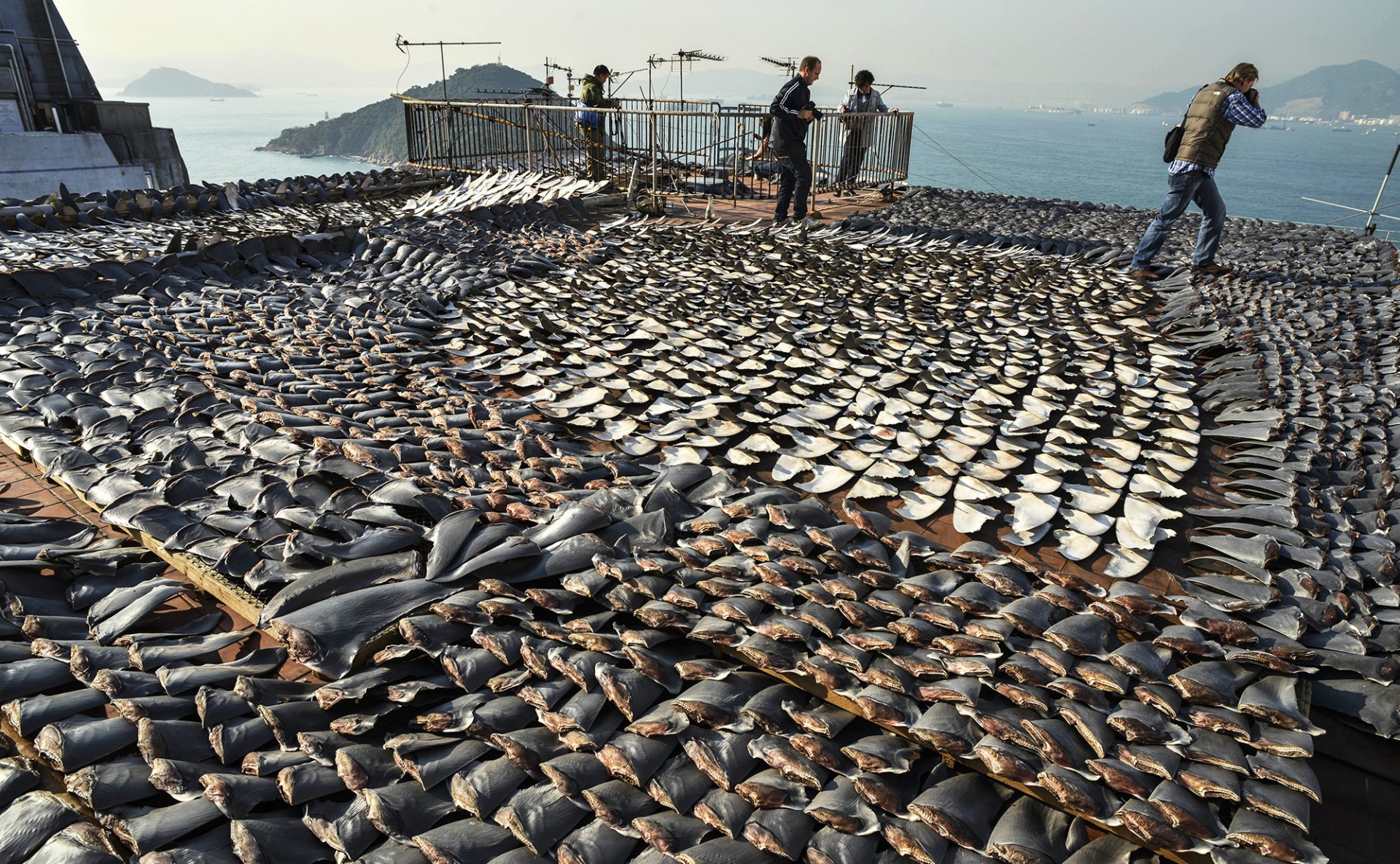 Shark fins dry in the sun covering the roof of a factory building in Hong Kong on Jan. 2, 2013. Hong Kong is one of the world's biggest markets for shark fins, but imports there have dropped by 29 percent since 2011, according to a new study. Photo: Antony Dickson/AFP/Getty Images