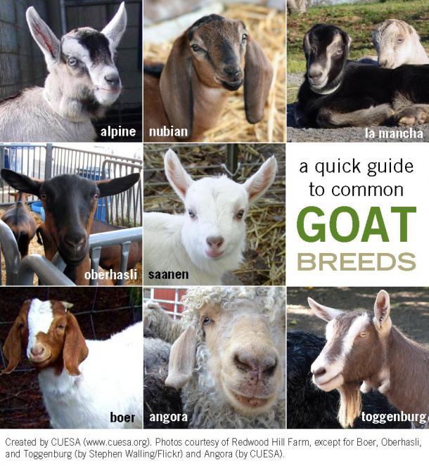 goat_breeds_0