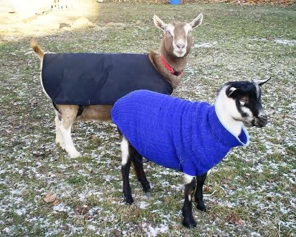goat_coat