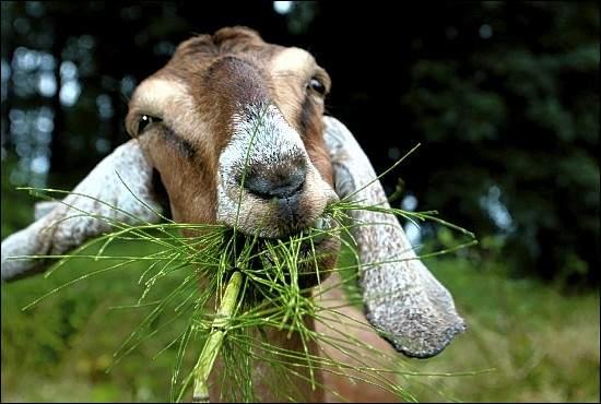 goat_eating