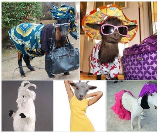 goat_fashion