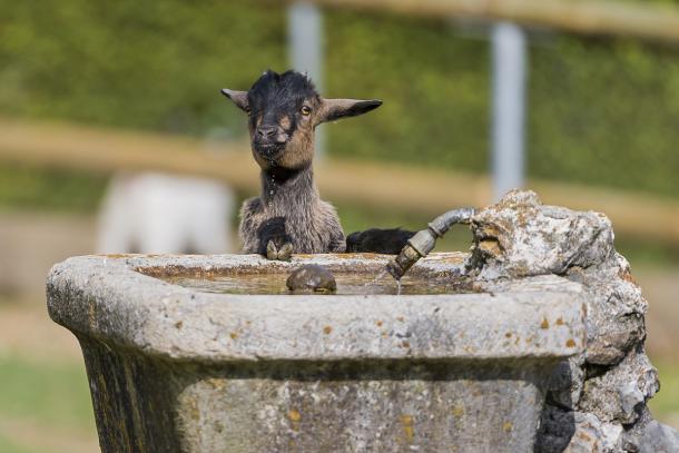 goat_fountain