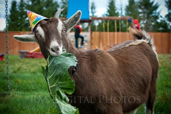 goat_party