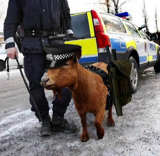 goat_police