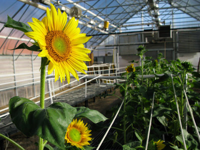A sunflower greenhouse in Fargo, N.D., where Brent Hulke is breeding plants that produce oil that's dramatically lower in saturated fat.